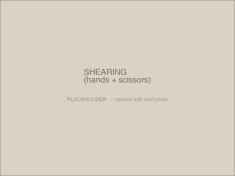 Shearing